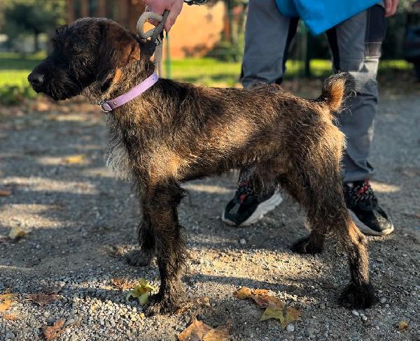 BISCOTTO SEGUGETTO Foto 9